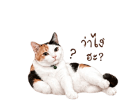 853023927