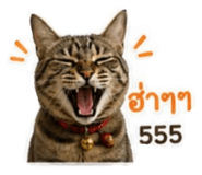 853025372