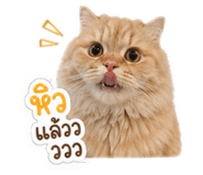 853033223