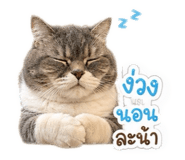 853033231