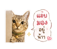 853044126