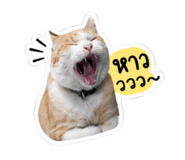 853045356