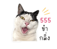 853059618
