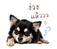 853066557