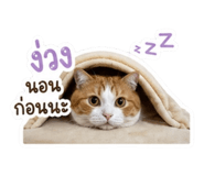 853069091