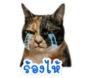 853069704