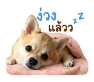 853081718