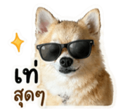 853081721