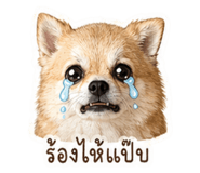 853081740