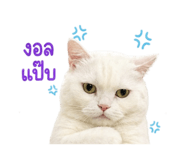 853081840