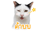 853085553