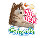 853087406
