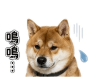 853122168