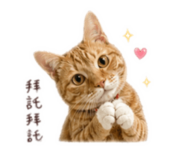 853128406