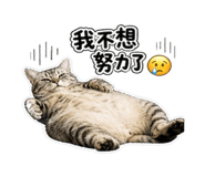 853135421
