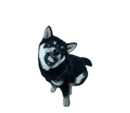 853150425