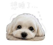 853156255