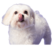 853164620