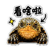 853167017