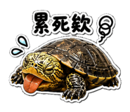 853167031