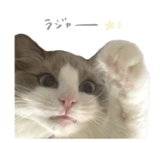 853245911