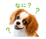 853246244