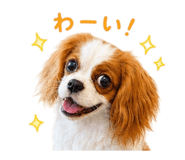 853246248