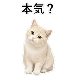 853296737