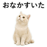 853296751