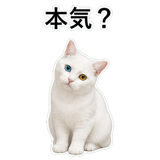 853296817