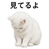853296844