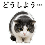 853296983