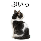 853296984