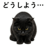 853297023