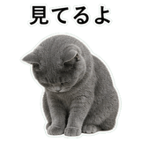 853297172