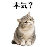 853298017