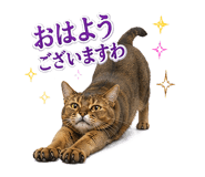 853299003