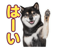 853299020