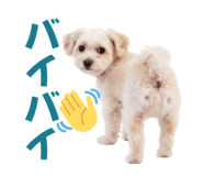 853308816