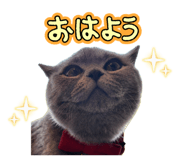 853311441