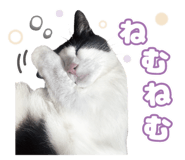853313863