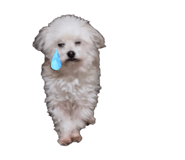 853321875