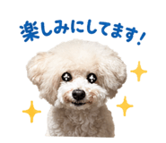 853322077