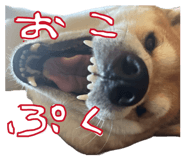 853322202