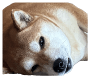 853322209