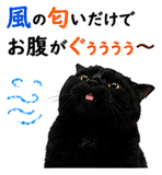 853327925