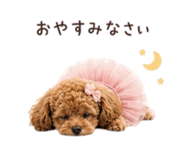 853328155
