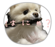 853330038