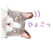 853330204
