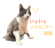 853330216